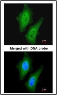 LOC169436 Rabbit Polyclonal Antibody