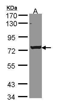 LOC169436 Rabbit Polyclonal Antibody