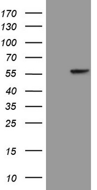 LOXL2 Antibody