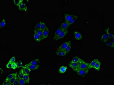 LPAR1 Antibody