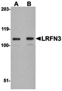 LRFN3 Antibody