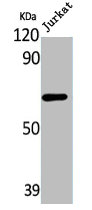 LRG1 Antibody