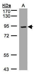 TRAM1 Rabbit Polyclonal Antibody