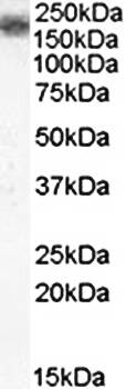 LRP4/LRP10 Antibody