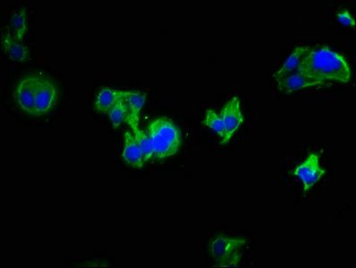 LRRC19 Antibody