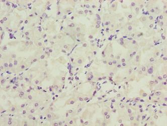 LRRC20 Antibody