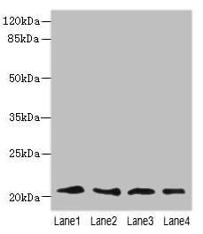 LRRC20 Antibody