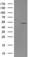 LRRC25 Antibody