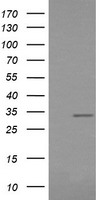 LRRC25 Antibody