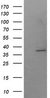 LRRC25 Antibody