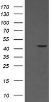 LRRC25 Antibody