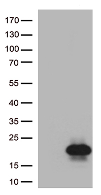 LRRC25 Antibody