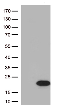 LRRC25 Antibody