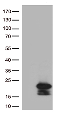 LRRC25 Antibody