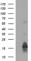 LRRC25 Antibody