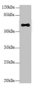LRRC31 Antibody