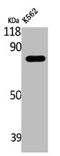 LRRC41 Antibody