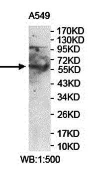 LRRC48 Rabbit Polyclonal Antibody