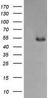 LRRC50 Antibody