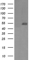 LRRC50 Antibody