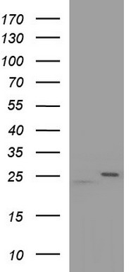 LRRC50 Antibody