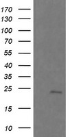 LRRC50 Antibody