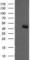 LRRC50 Antibody
