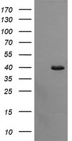 LRRC50 Antibody
