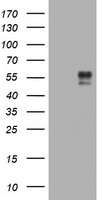 LRRC50 Antibody