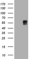 LRRC50 Antibody