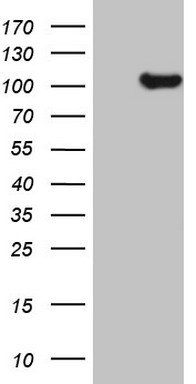 LRRTM1 Antibody