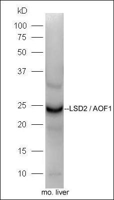 LSD2 / AOF1 Rabbit Polyclonal Antibody