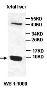 LSM6 Rabbit Polyclonal Antibody