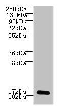 LSM7 Antibody