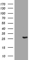 LSP1 Antibody