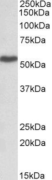 LSP1 (aa261-275) Antibody