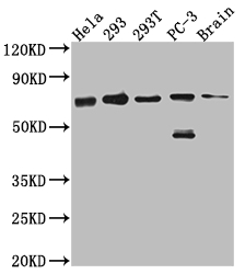 LTA4H Antibody