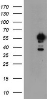 LXN Antibody