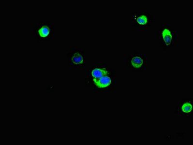 LXN Antibody