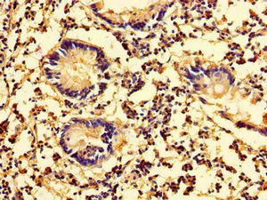 LXN Antibody