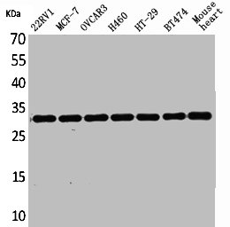 LXN Antibody