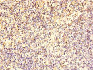 LY9 Antibody