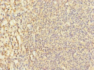 LY9 Antibody