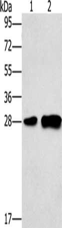 LY96 Antibody