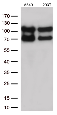 KARS Antibody
