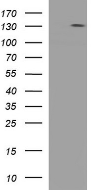 LZIC Antibody