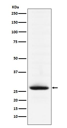 Myelin oligodendrocyte glycoprotein Monoclonal Antibody