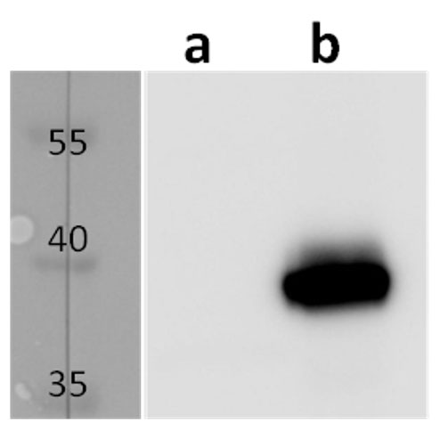 Anti-m04 (MCMV) antibody - clone m04.10