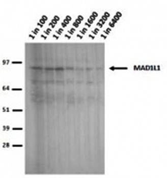 Mad1 Monoclonal Antibody
