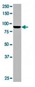 Mad1 Monoclonal Antibody